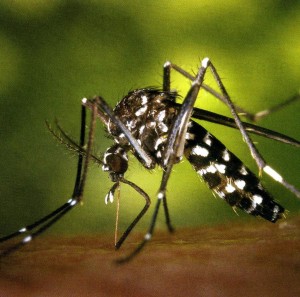 En verano, protégete de los insectos con mosquiteras